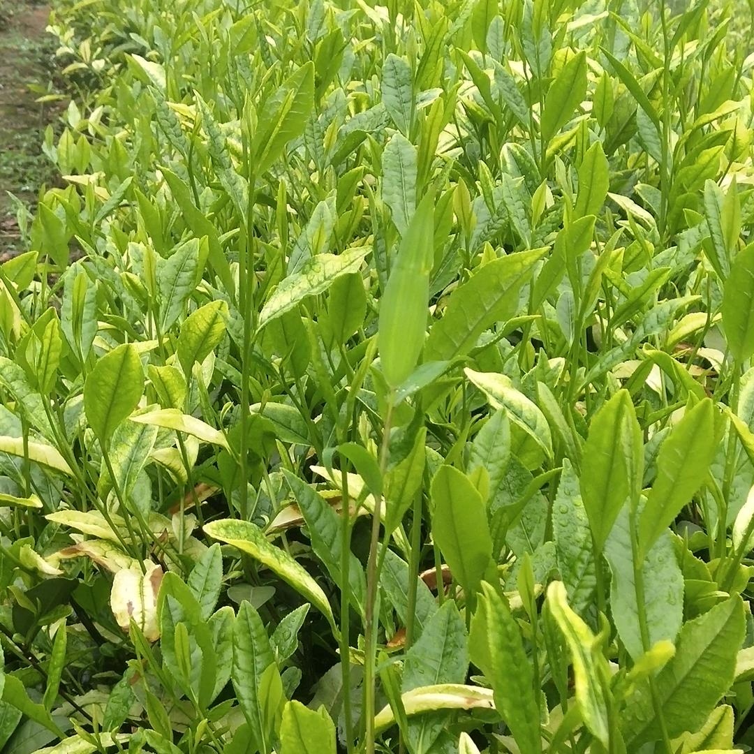 平平谈谈