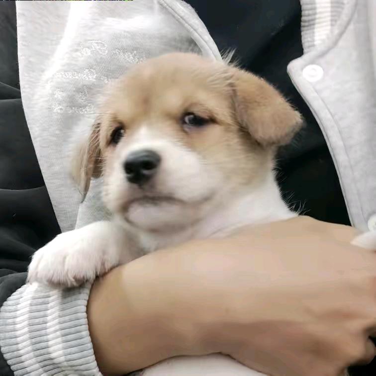 萧大王