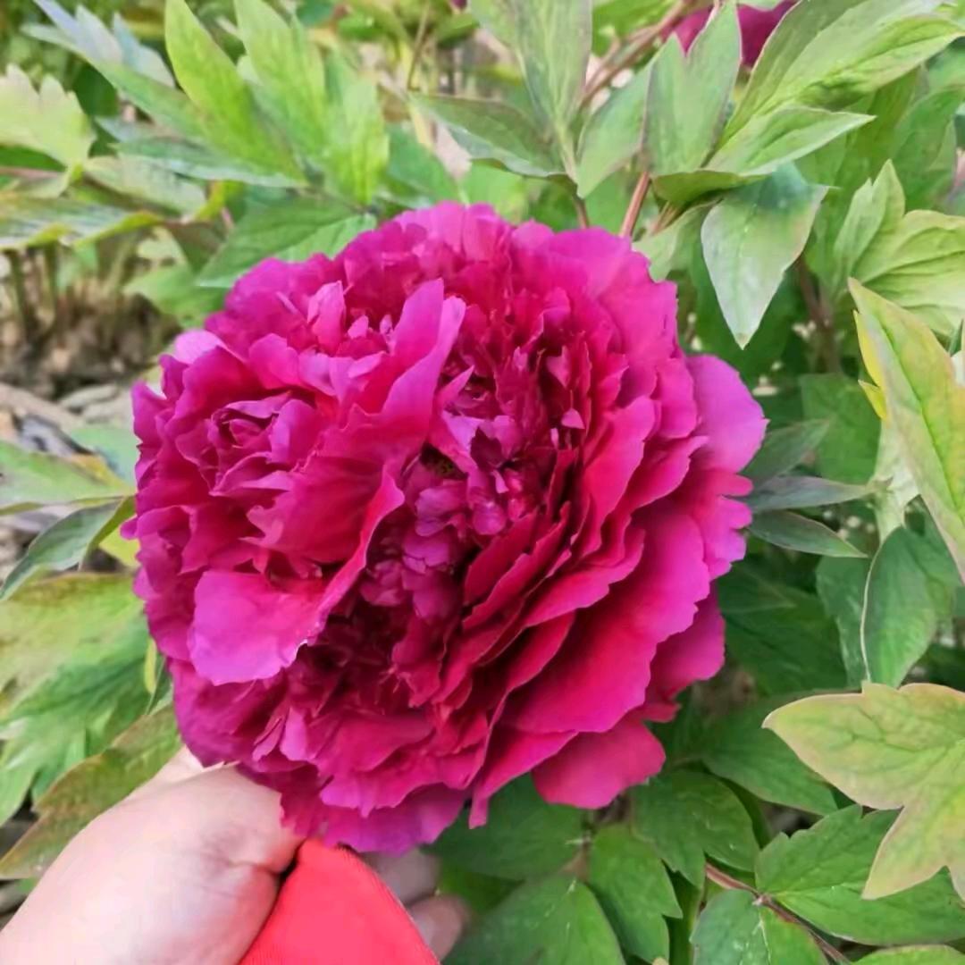 幸福的我3号