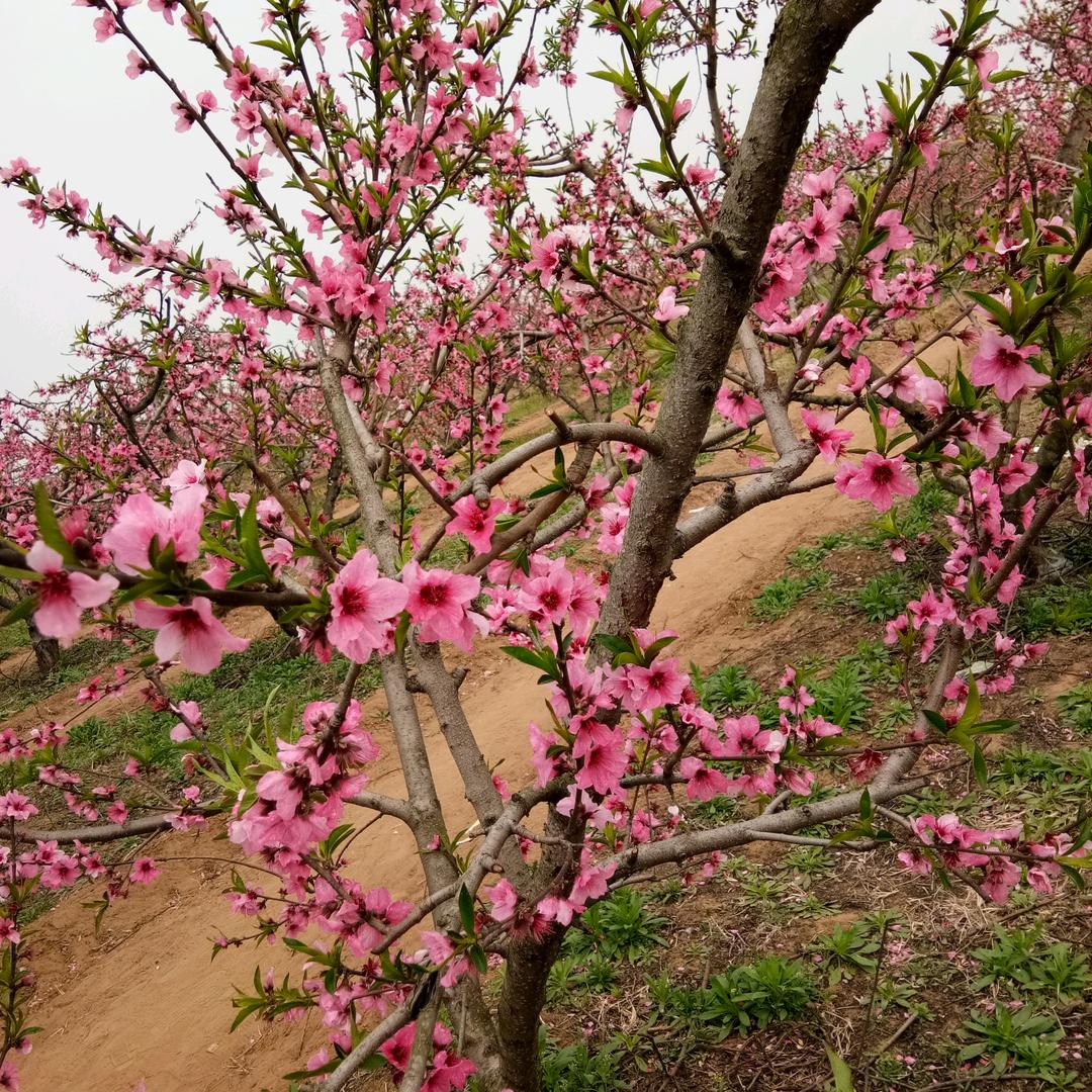 立马电动车(希望路店)专用号