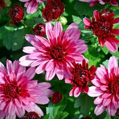 雏菊