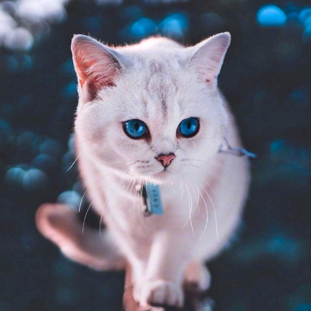 琪琪@