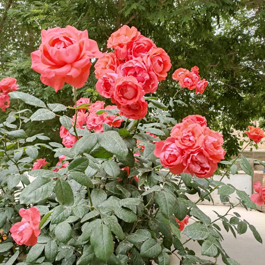 贾，