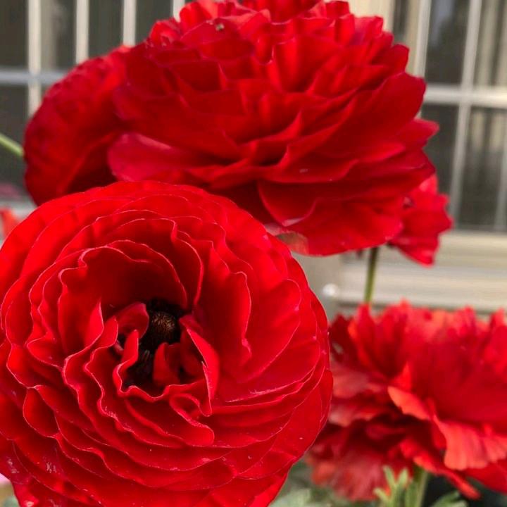 百花怒放