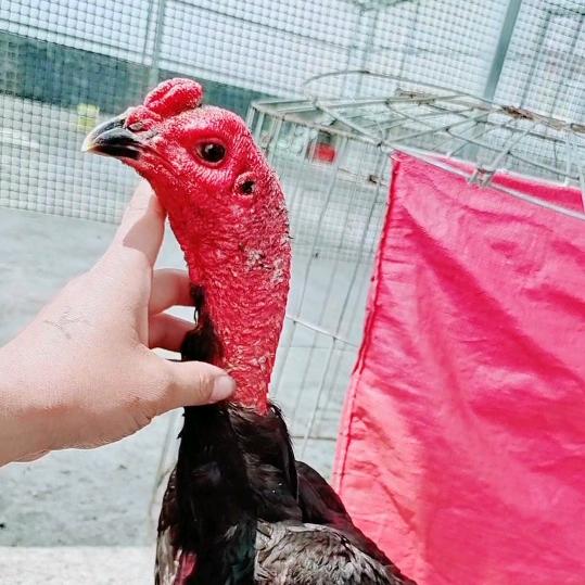 中越斗鸡养殖1