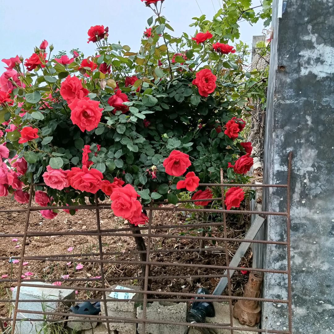 再不疯狂就老了