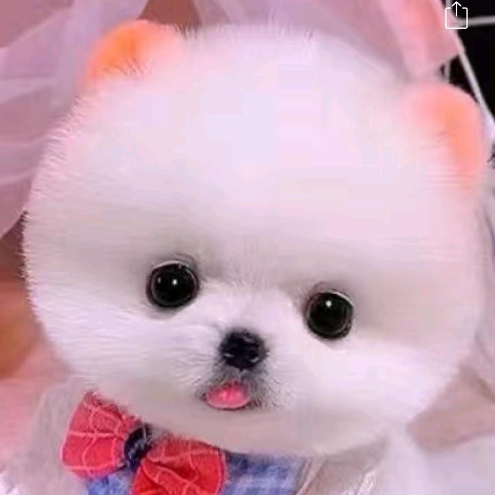 轩
