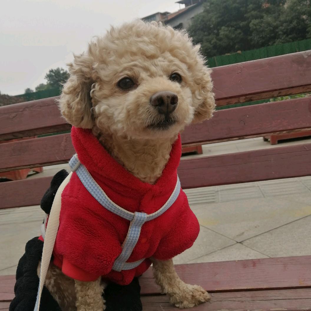 泰迪波比