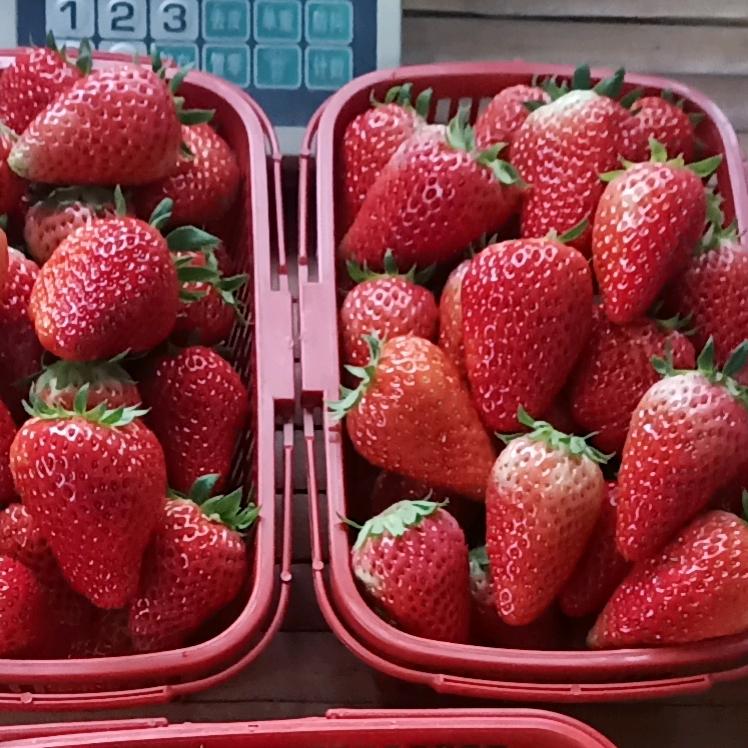 石首久合垸西江草莓园(兰儿)