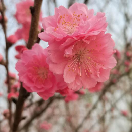 叮当宝贝