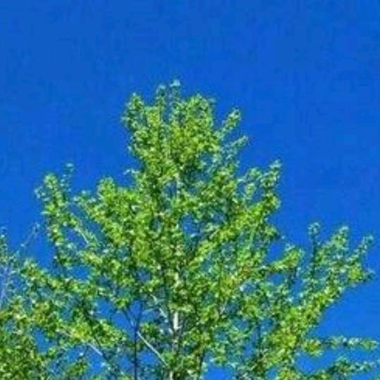 紫气东来