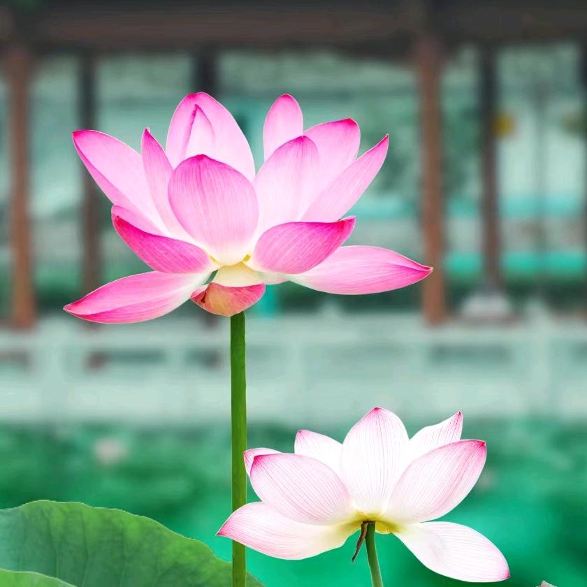 厚樸堂