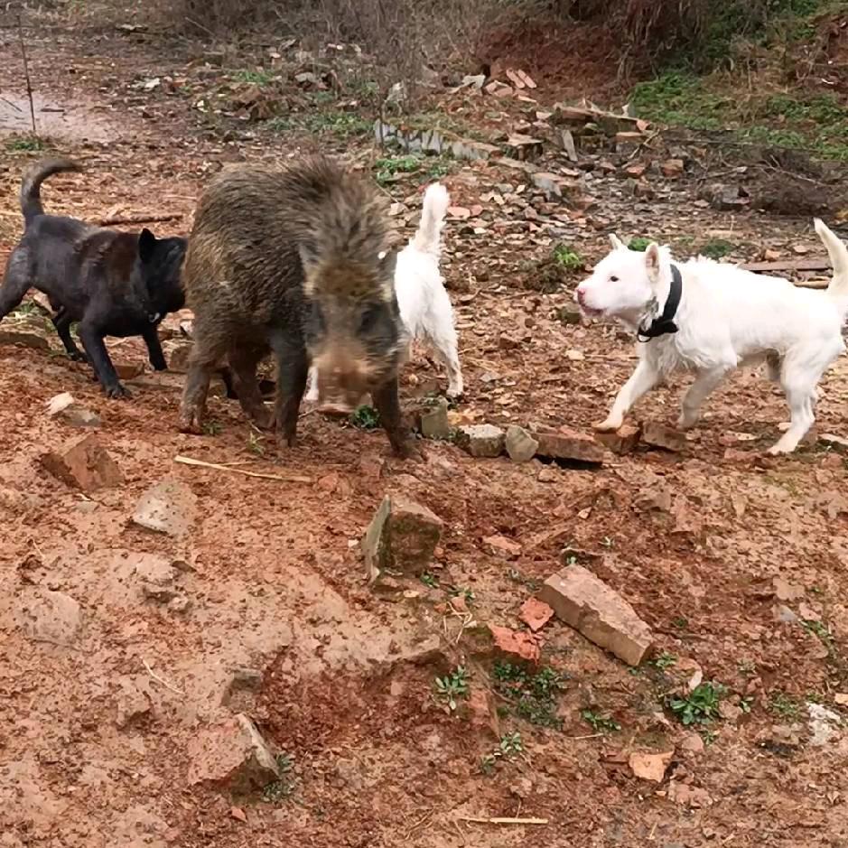 威晨猎犬基地（公益护农）