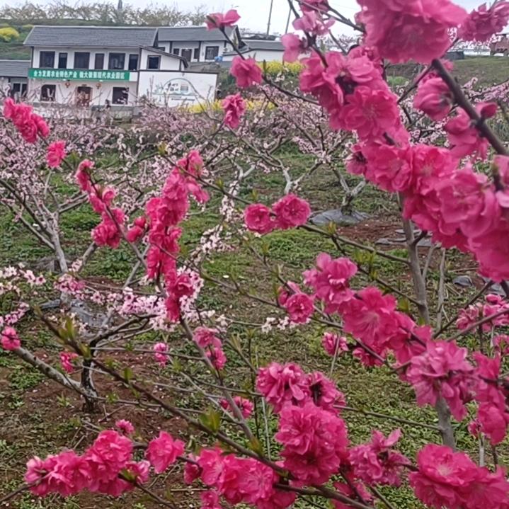 夜猫子巜溜溜蛋》