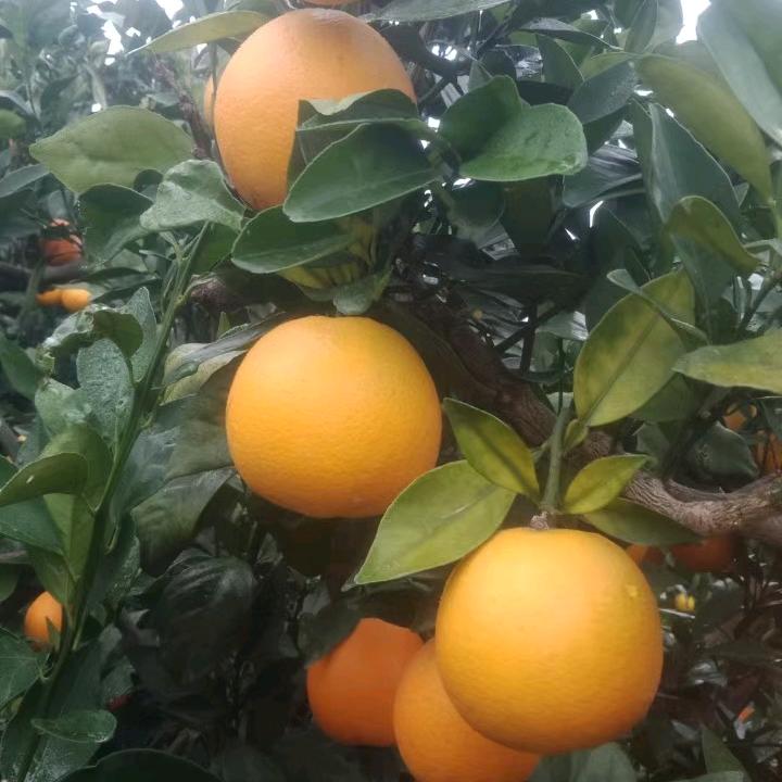 湘橙欢迎你