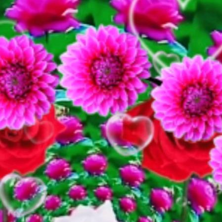 美丽的春天🌹🌹🌹🌹🌹♥️♥️