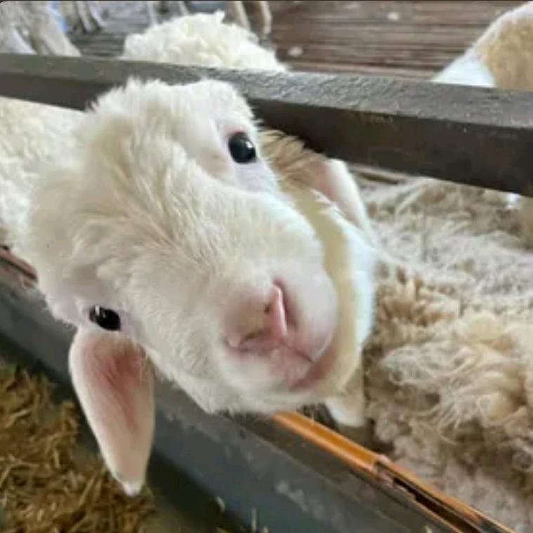 小羊咩咧🐏
