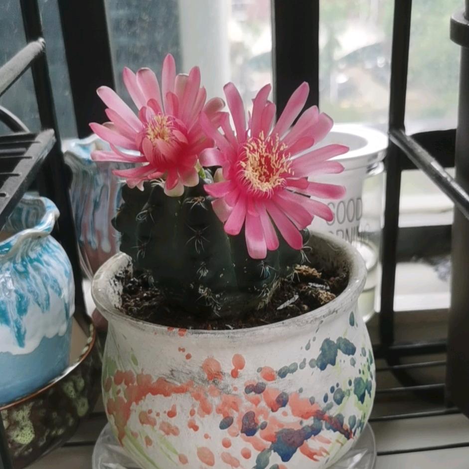 又见彩虹