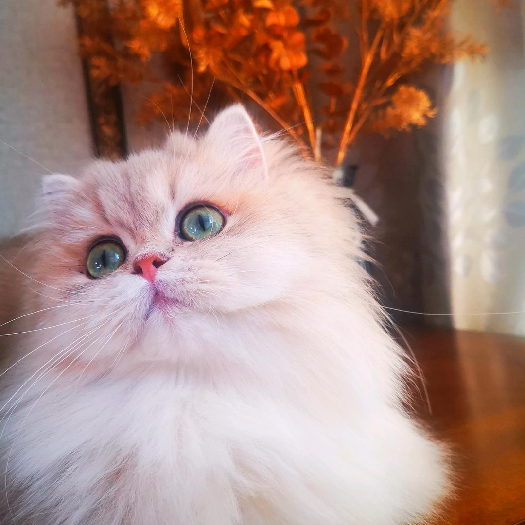 🐾一韩名宠🐾