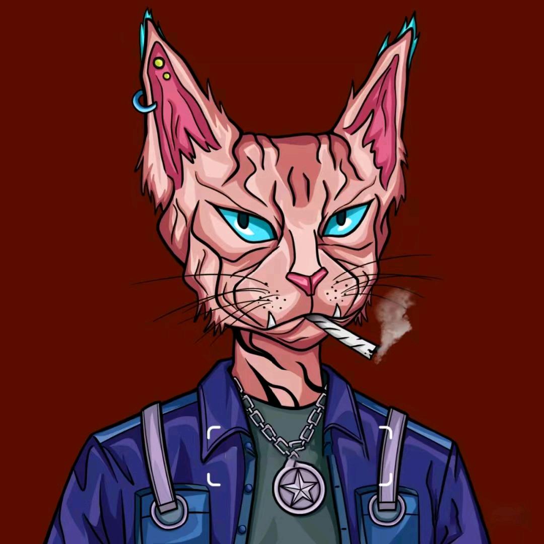 柯达猫