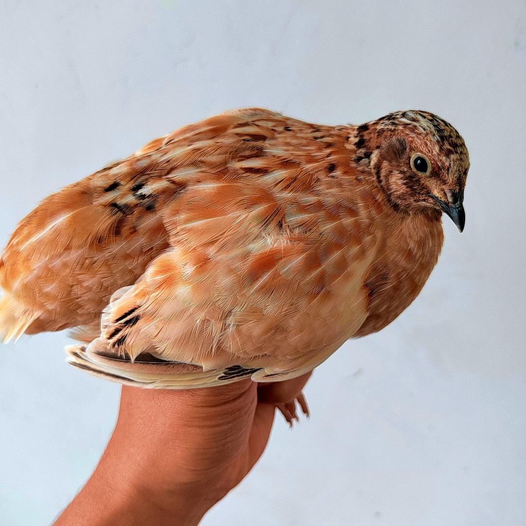 最初的梦想（守村人）