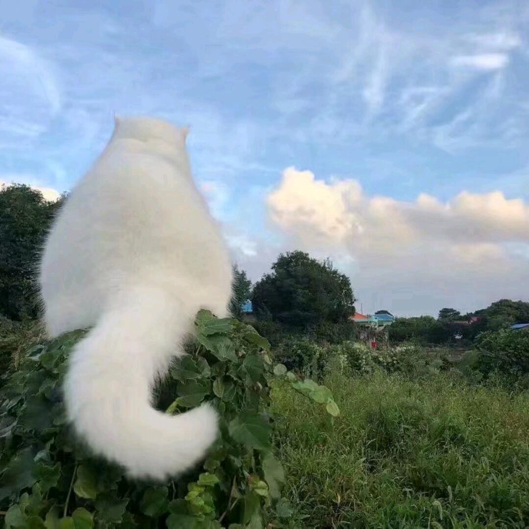 辛徒