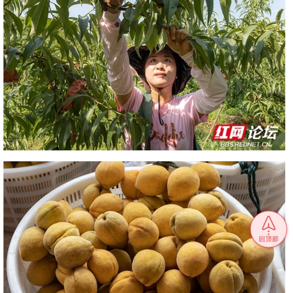 桃源架桥东门富硒桃庄田姐