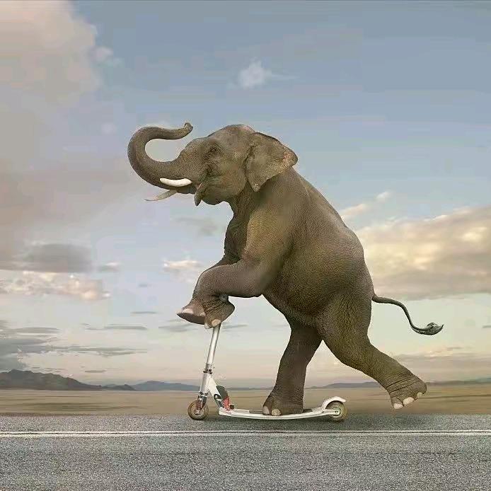 抖抖