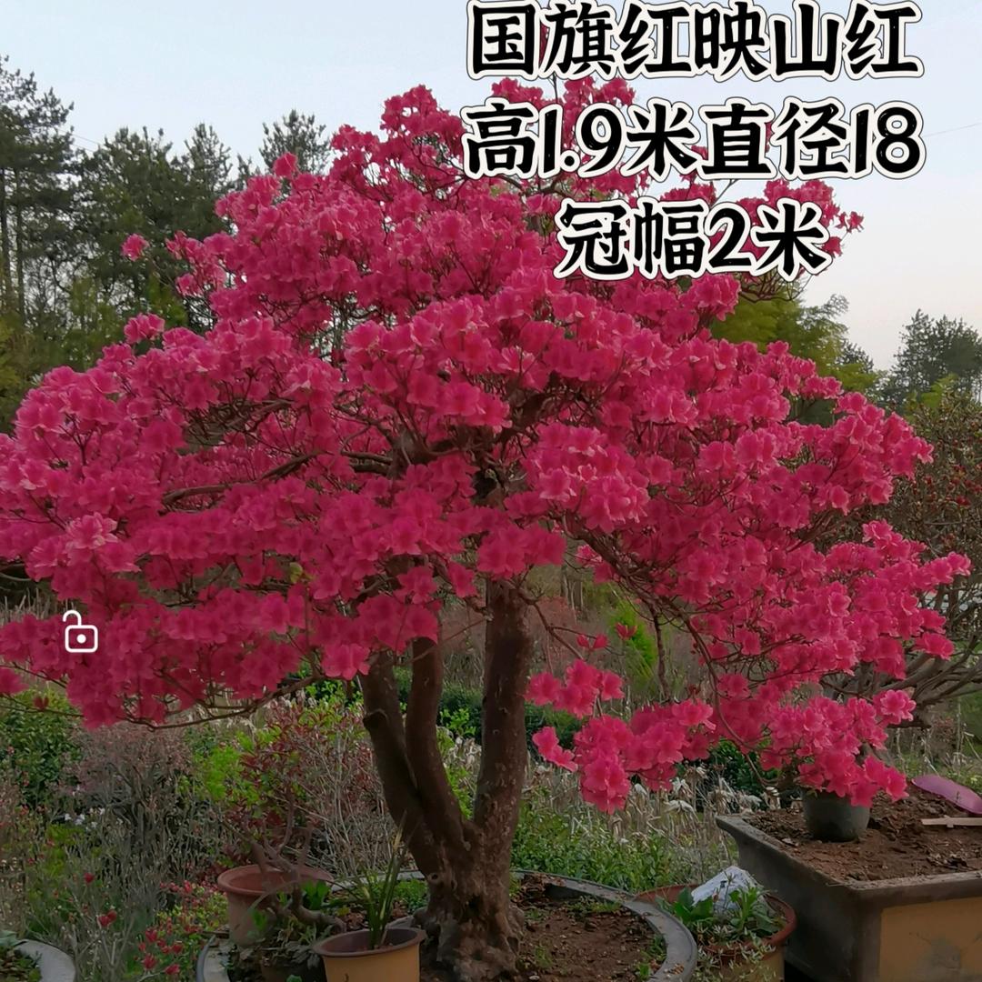 映山红盆景绿化苗占地苗