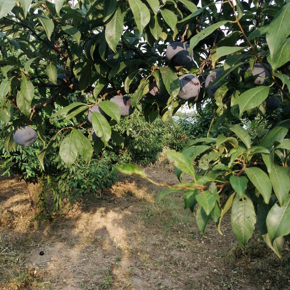 面朝黄土背朝天