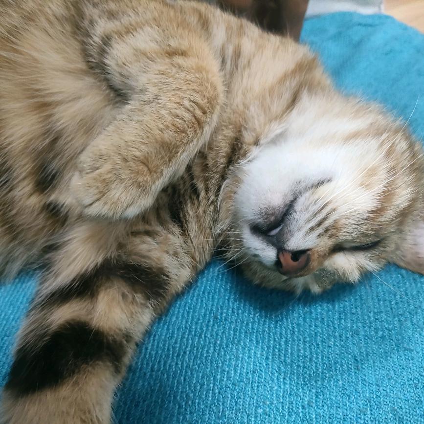 张爱玲