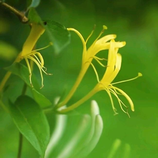 人间最美四月天