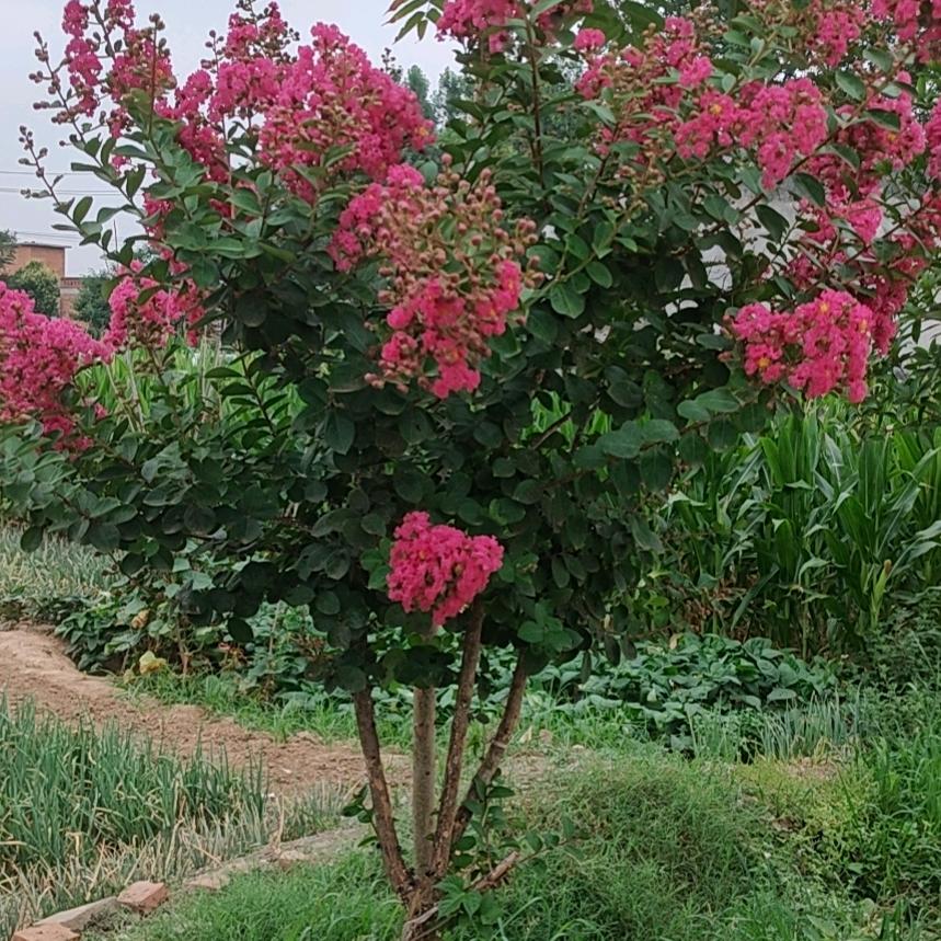 金龙汽车用品批发