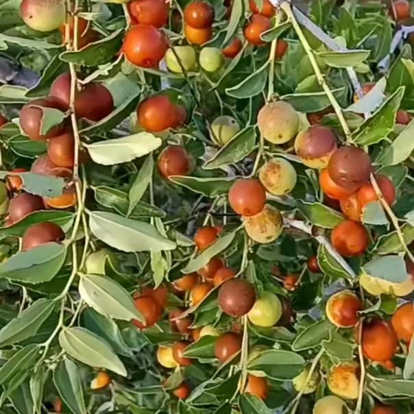 爱唱歌李珍惜快乐爱唱歌