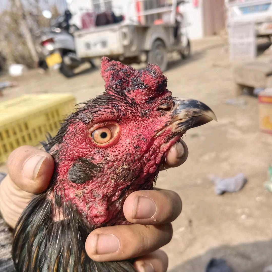 宁陵县大庆养殖厂精选