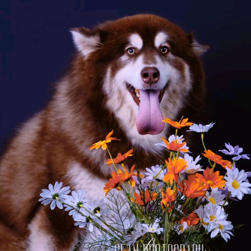 阿拉斯加叫十一（请勿连赞）