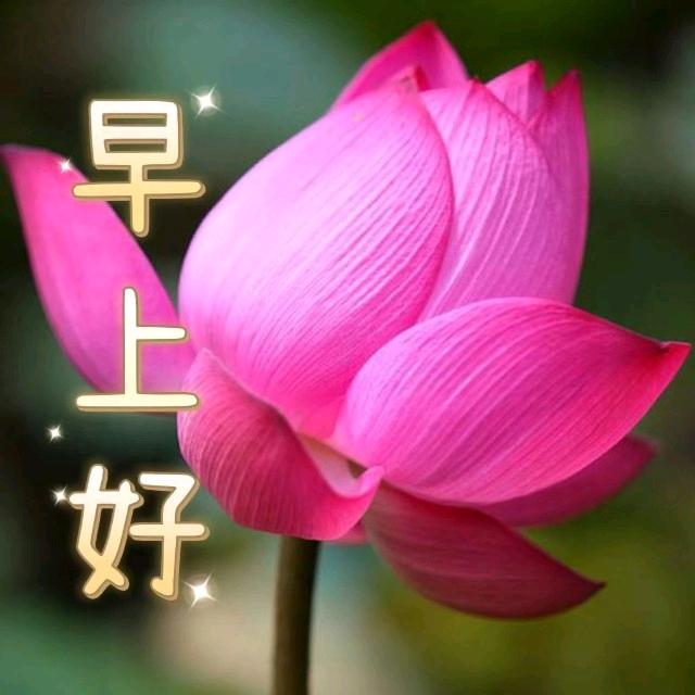 早上好问候送祝福