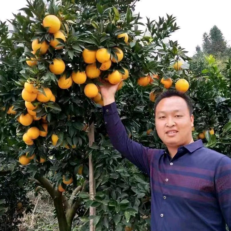 兵哥哥（赣南脐橙现采现发）