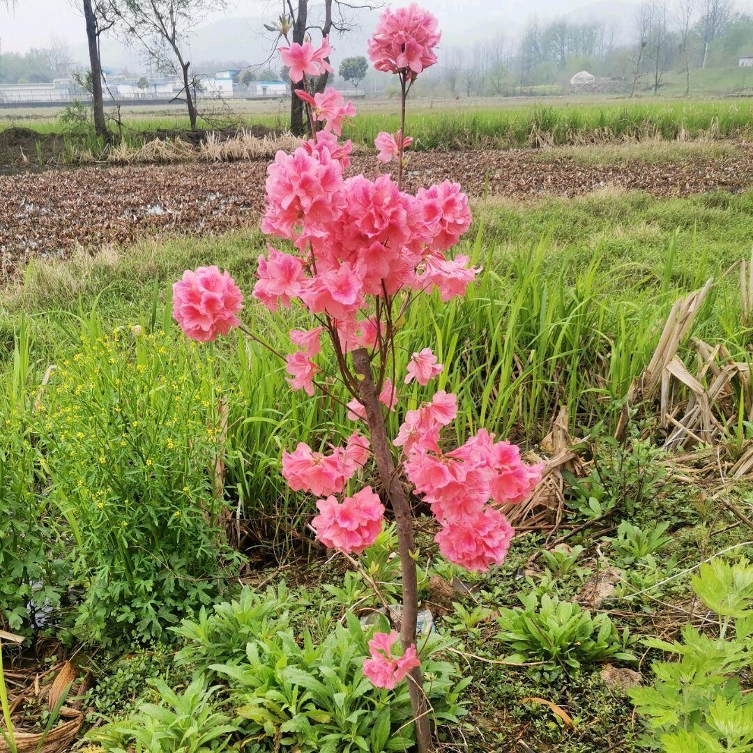 ༺❀ൢ漫长༒人生路ൢ❀༻