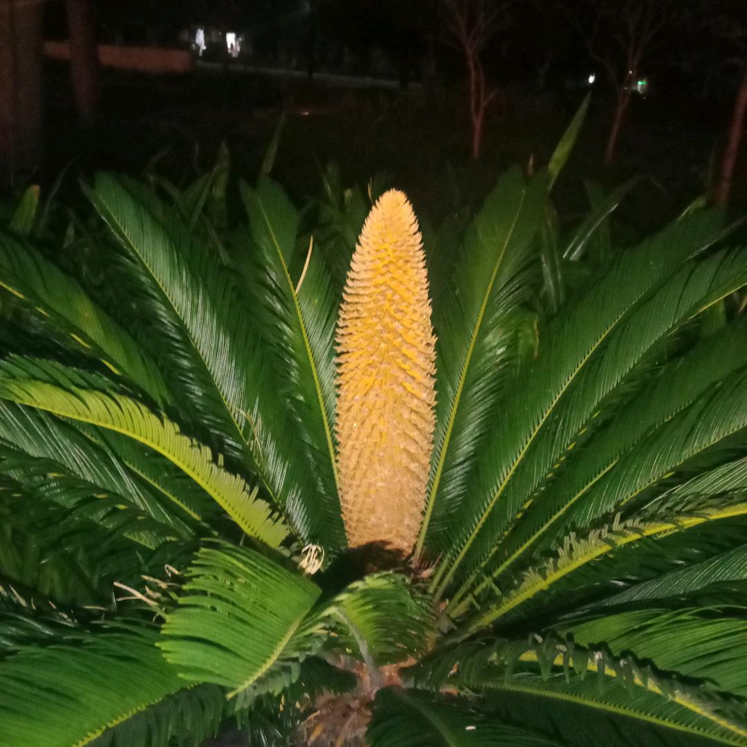 欢喜🌹🌹就好🌺🌺