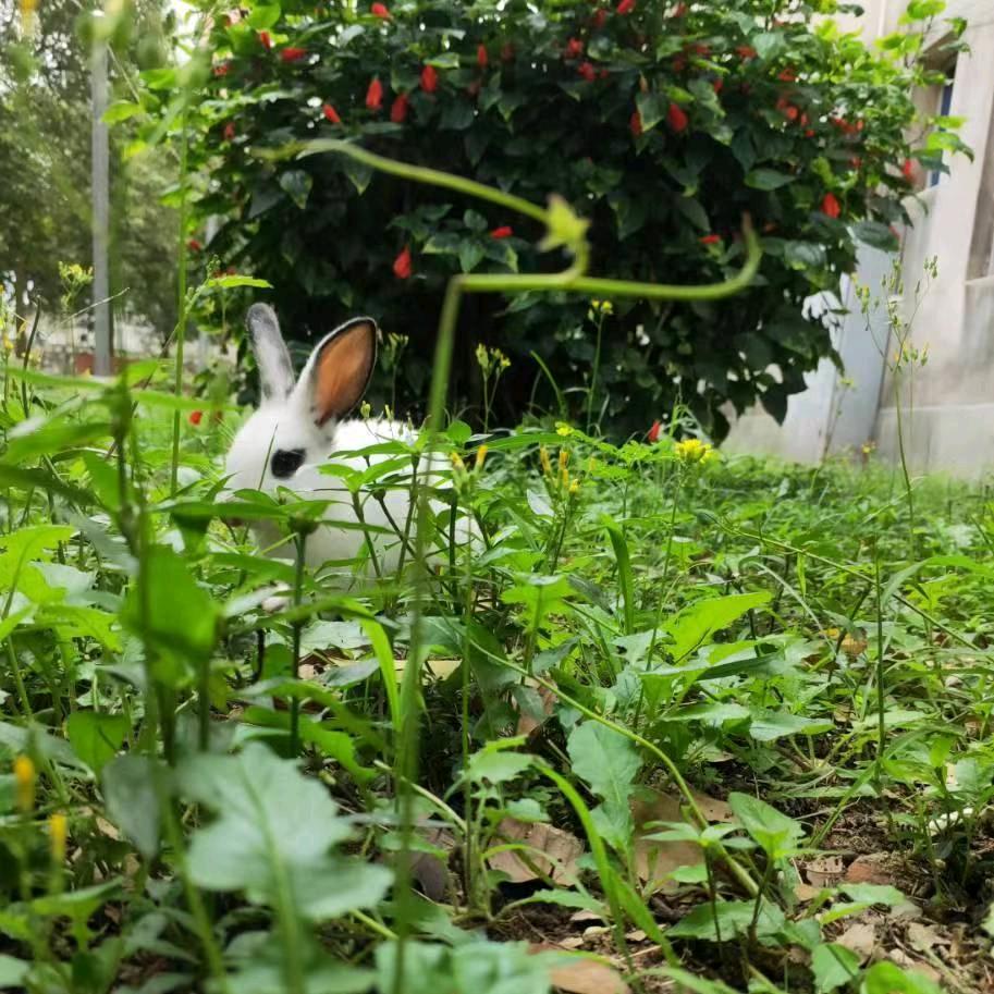 彩虹