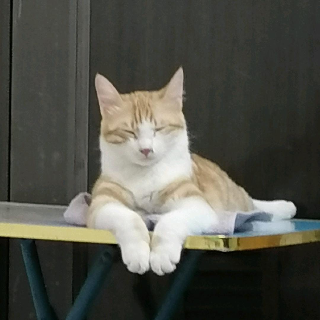 柳森