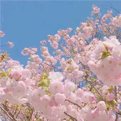 花好月圆99