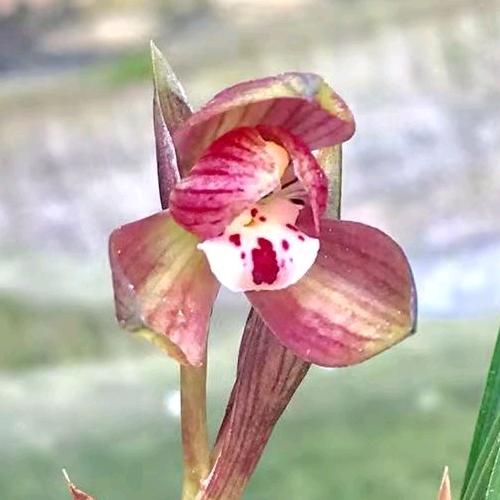 留兰花