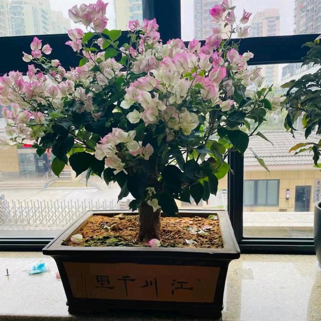 凝沫挽千秋
