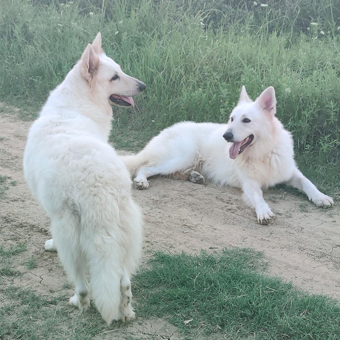 瑞士牧羊犬