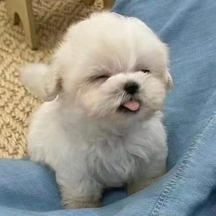 画画的鸣幽（不接稿）