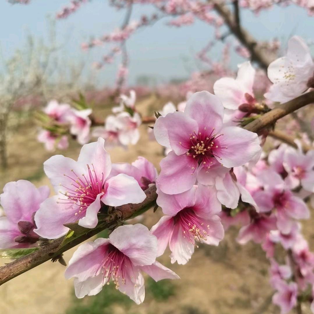 岁月如歌的年华