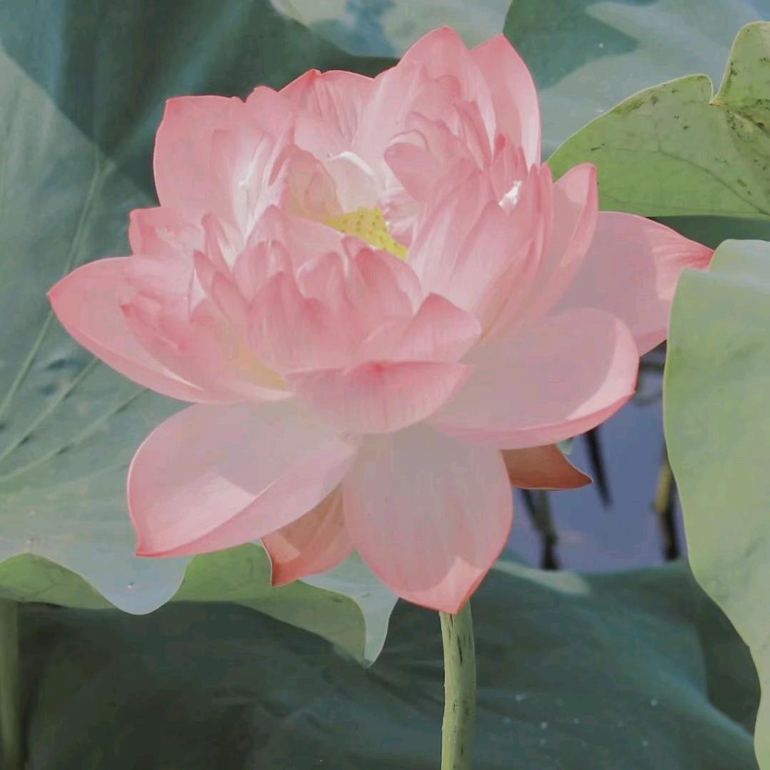 开心小萍果