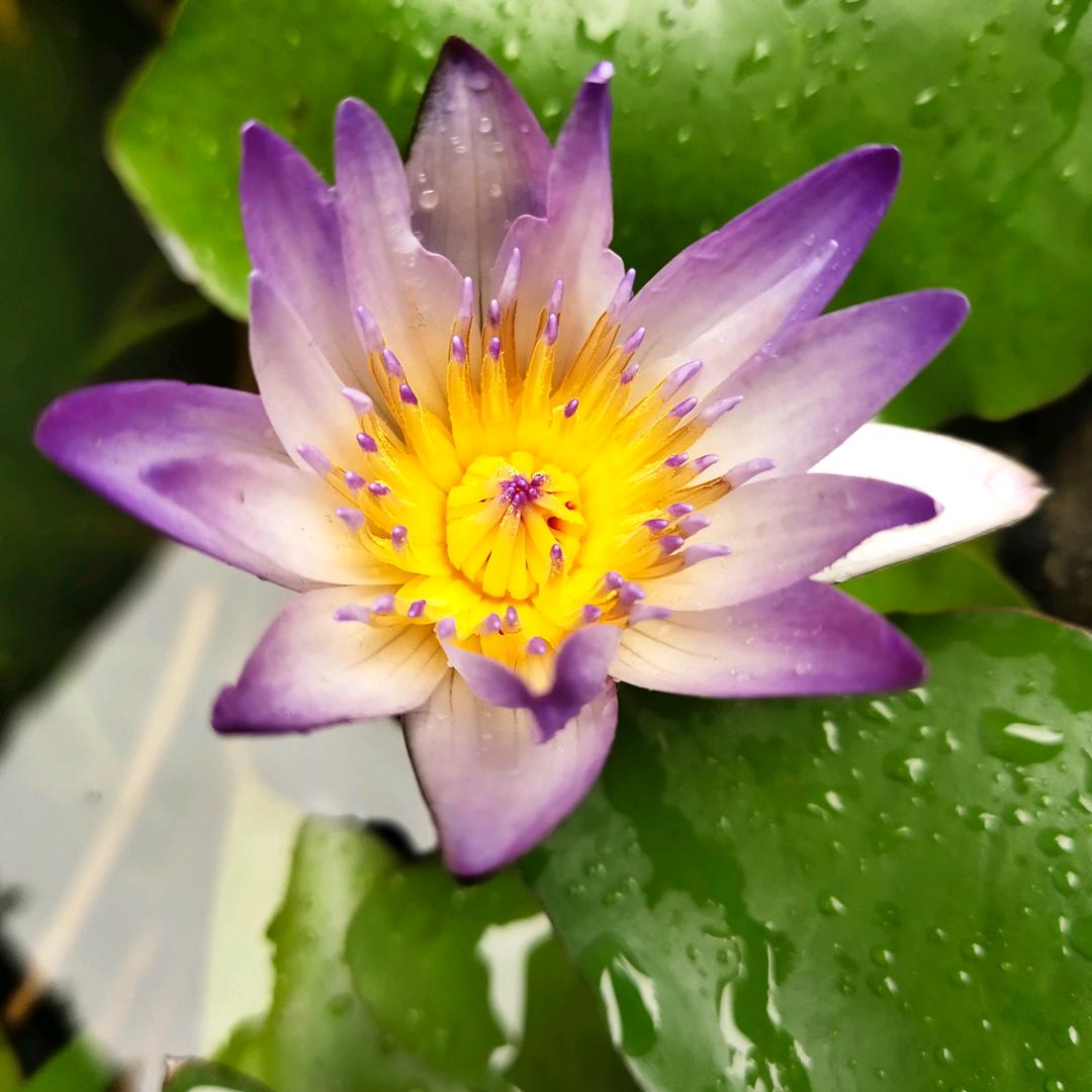 龙门一枝花